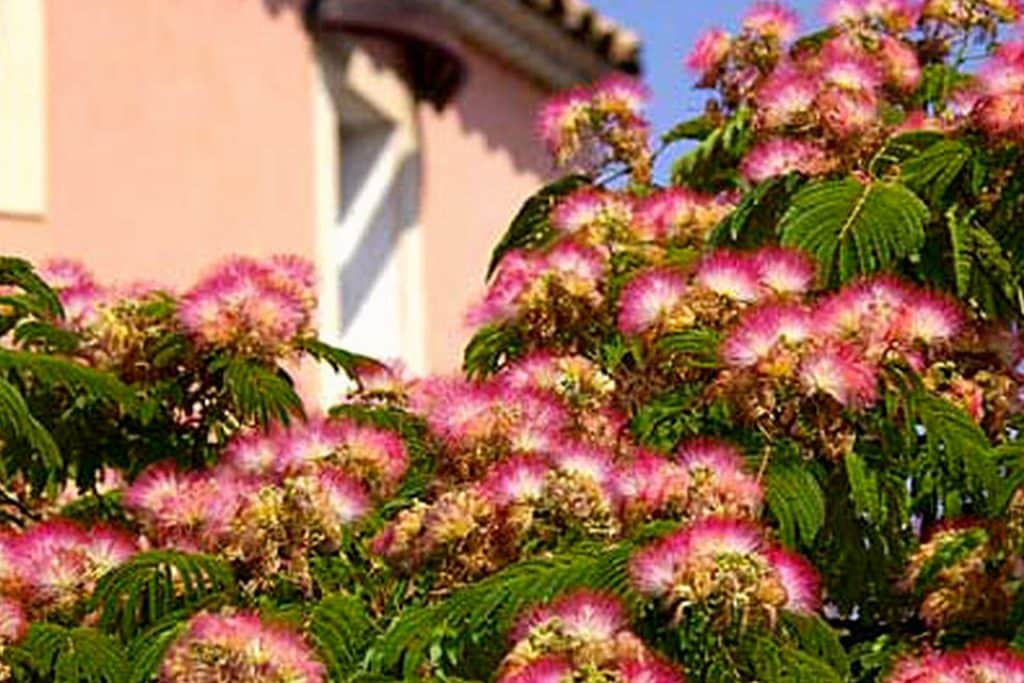 Quel ARBRE Planter DEVANT une MAISON ? Sélection 2025