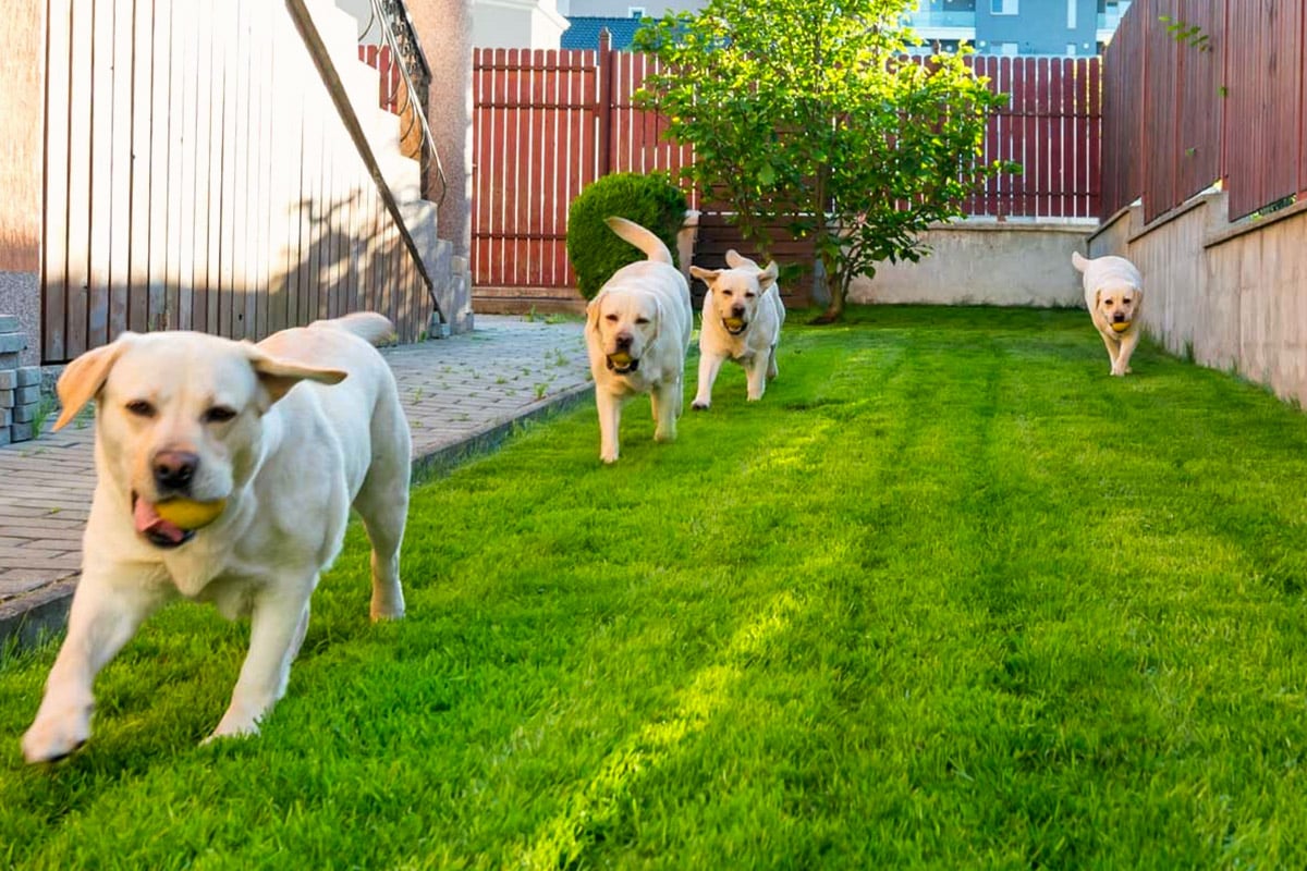 Comment FABRIQUER une CLÔTURE pour CHIEN Fait Maison