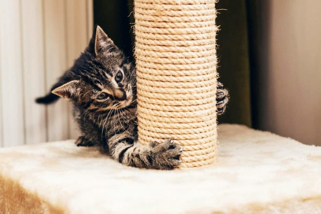 Comment Faire un ARBRE à CHAT Fait MAISON ? 5 Astuces Faciles