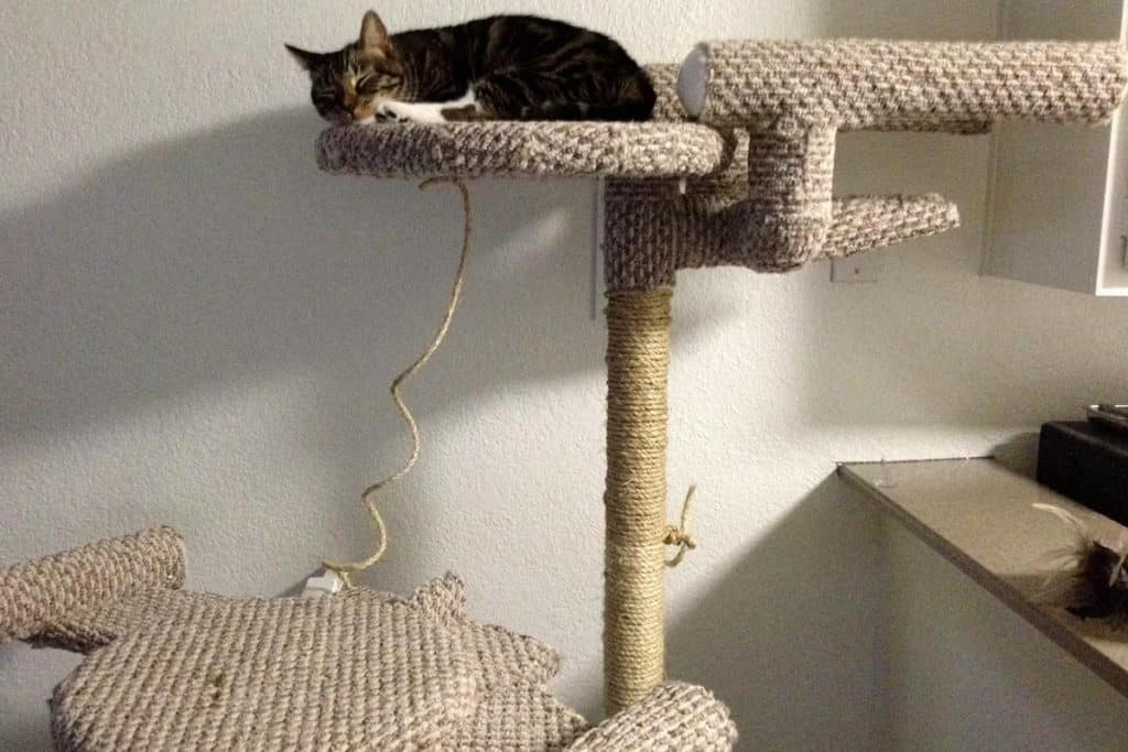 Comment Faire un ARBRE à CHAT Fait MAISON ? 5 Astuces Faciles