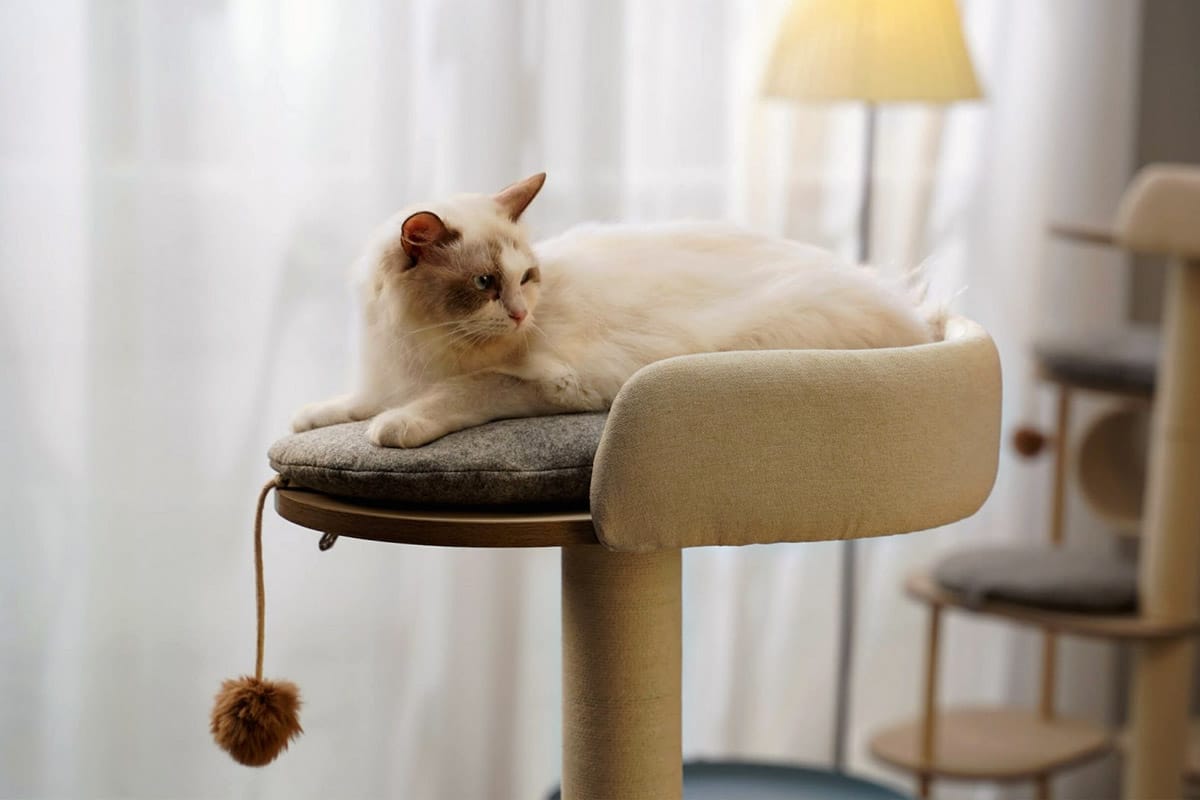 Comment Faire un ARBRE à CHAT Fait MAISON ? 5 Astuces Faciles