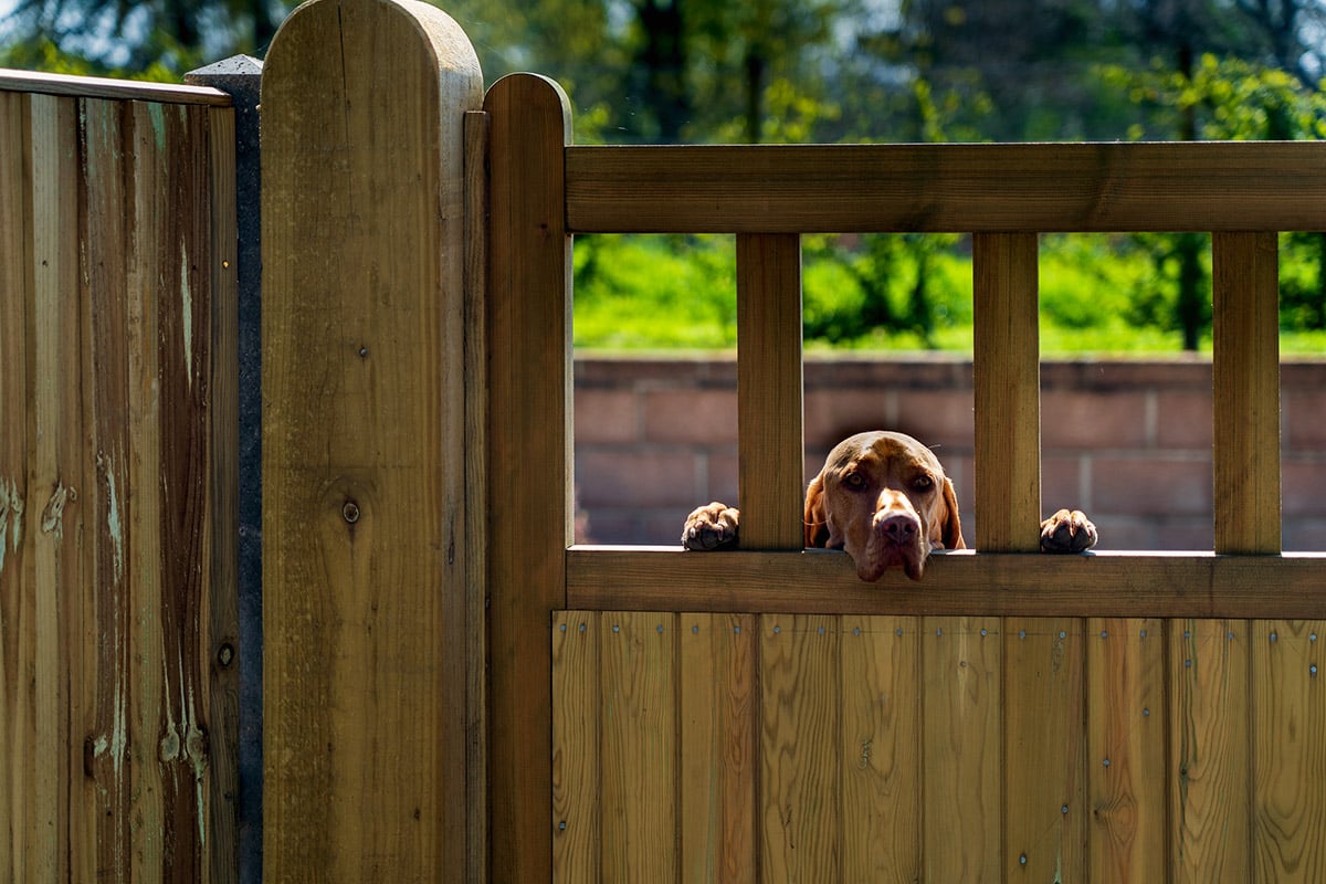 Comment FABRIQUER une CLÔTURE pour CHIEN Fait Maison