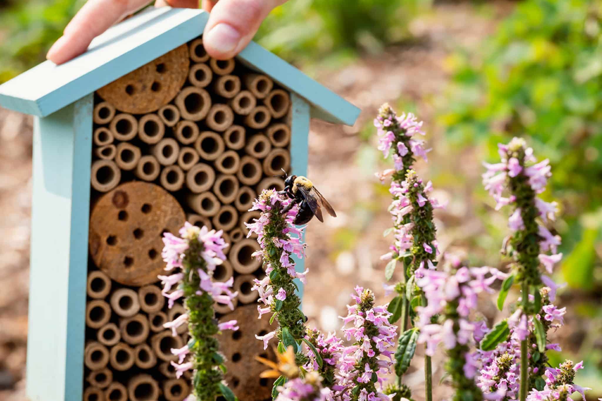 J'étais Envahi par les Pinces Oreilles, Puis j'ai Compris Pourquoi